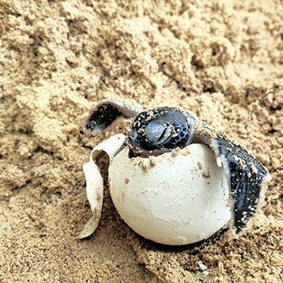 A turtle emerges from its egg shell on a sandy beach.